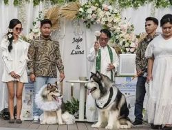 Fantastis, JoJo dan Luna Sepasang Anjing, Menghabiskan 200 Juta Untuk Pernikahannya