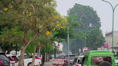 Tanaman Indah Tabebuya Mulai Bermekaran di Kawasan Pedestrian Soemantri Brojonegoro Jambi
