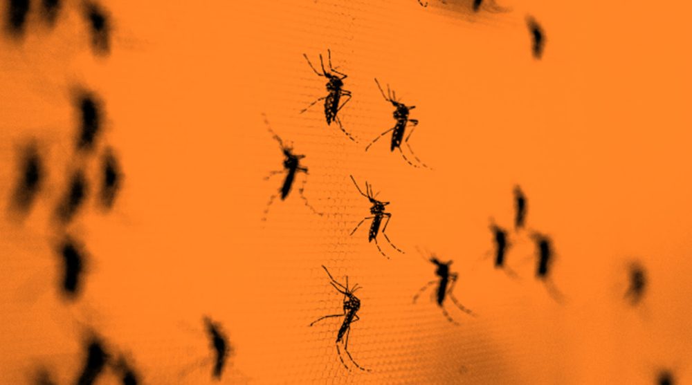 Upaya Wolbachia Cegah DBD, Jenis Nyamuk Yang Dinilai Aman Bagi Manusia